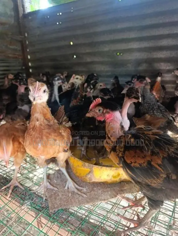 ஆரோக்கியமான நாட்டு கோழி குஞ்சுகள்