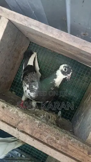 Taming Pigeon