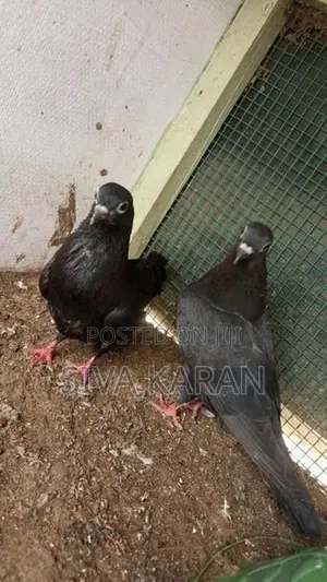 Taming Pigeon