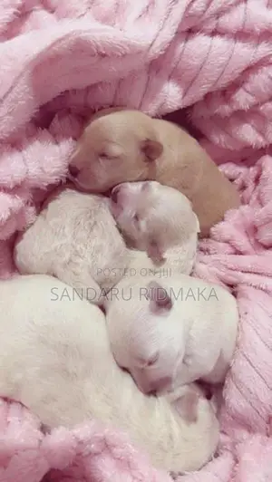 Terrier Poodle Puppies
