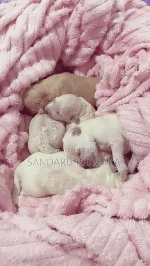 Terrier Poodle Puppies