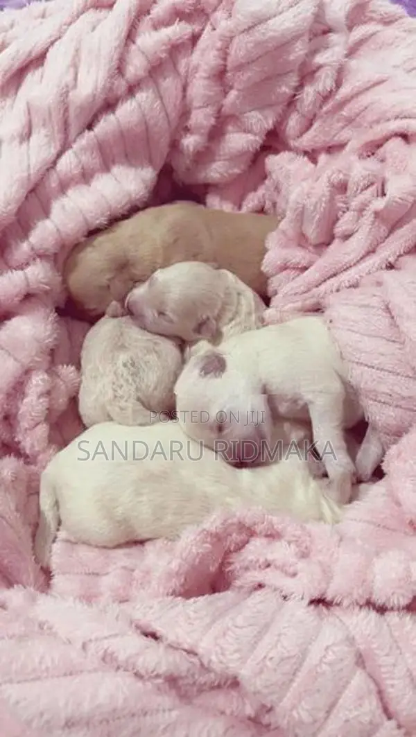 Terrier Poodle Puppies