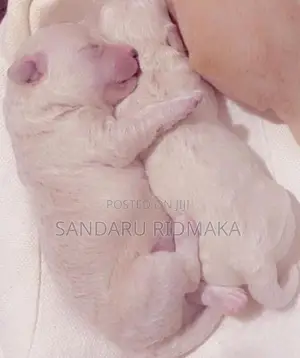 Terrier Poodle Puppies