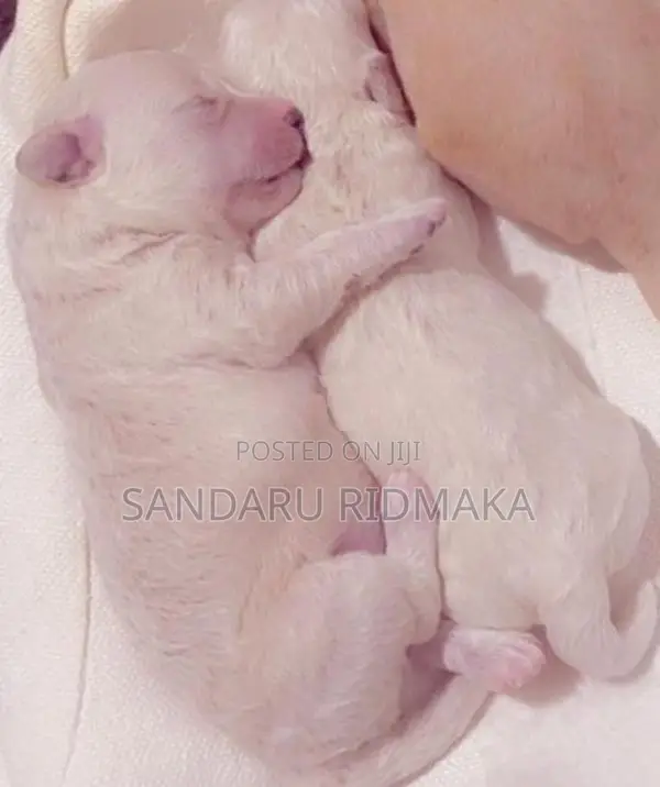 Terrier Poodle Puppies