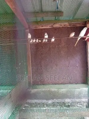 Finches Birds