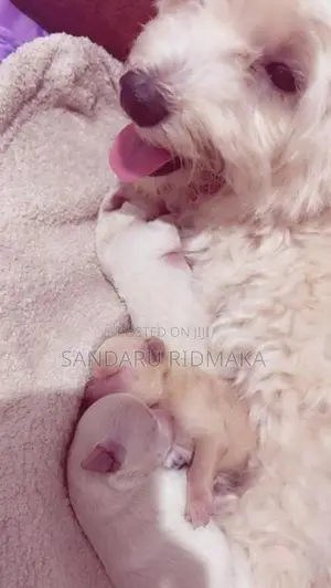 Terrier Poodle Puppies