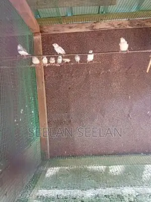 Finches Birds