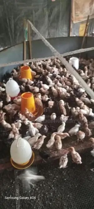 ගම් කිකිලි පැටවු