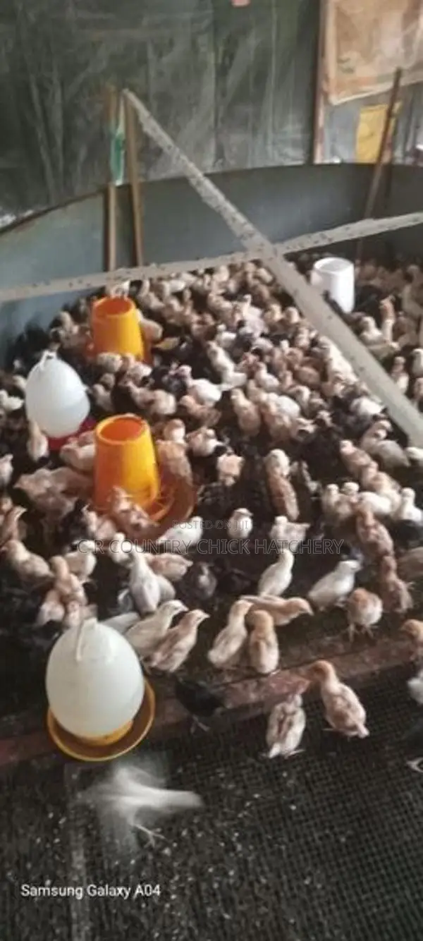 ගම් කිකිලි පැටවු