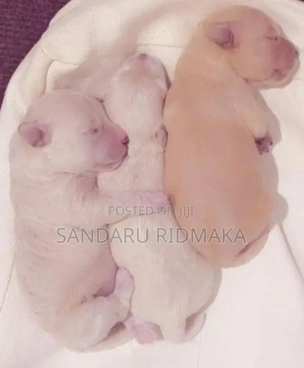 Terrier Poodle Puppies
