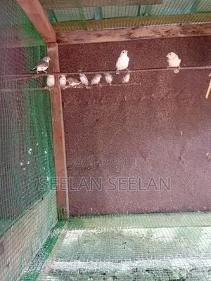 Finches Birds
