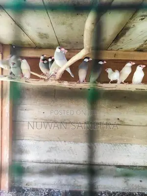 Java Birds