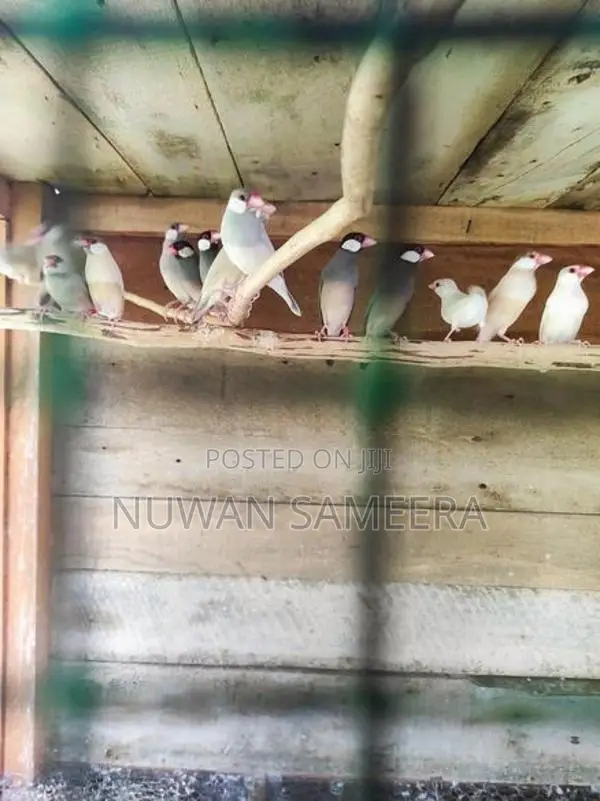 Java Birds