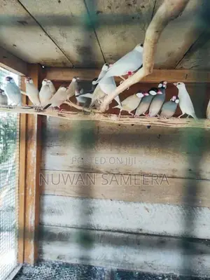 Java Birds