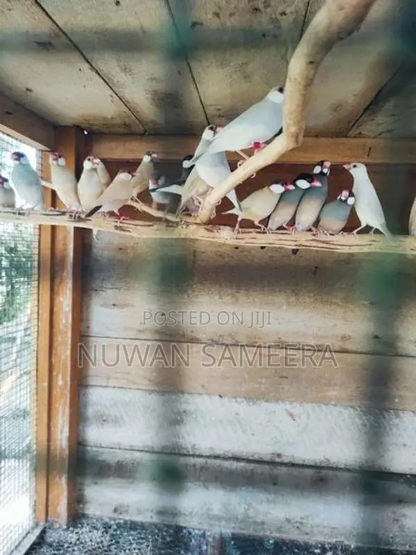 Java Birds