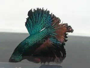 ෆයිටර් මසුන්