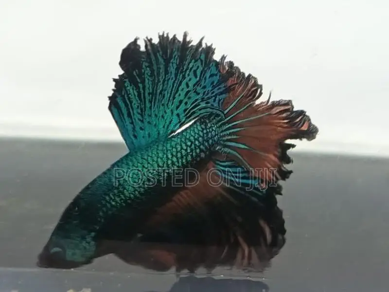 ෆයිටර් මසුන්