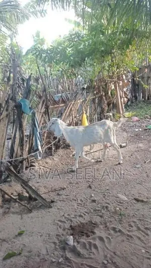 Jamunapari Goa