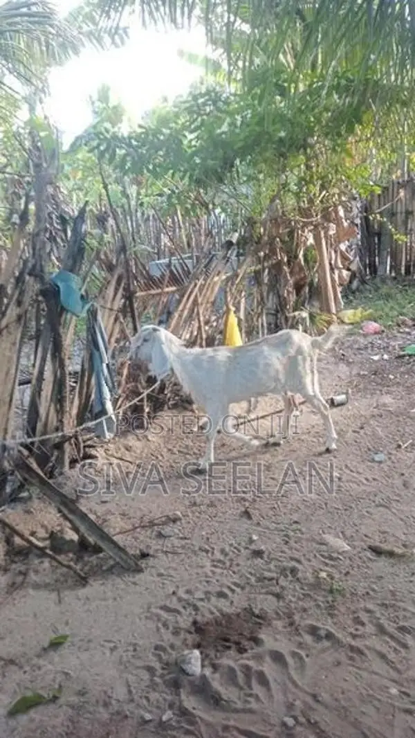 Jamunapari Goa