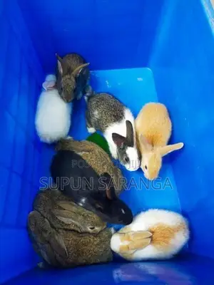 Baby Rabbits