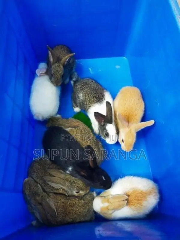Baby Rabbits