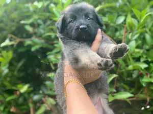 German Shepherd Puppies