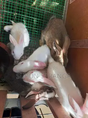 Baby Rabbits