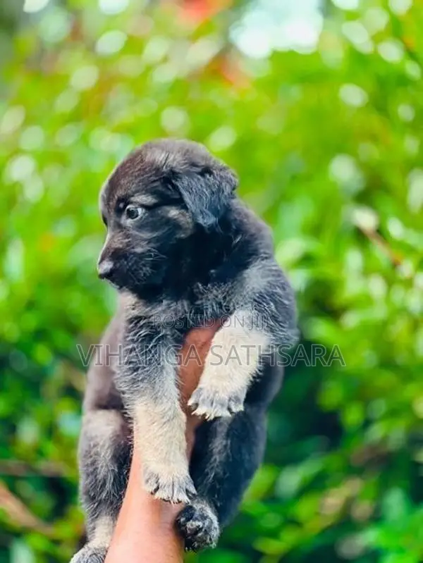 German Shepherd Puppies