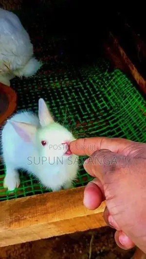 Baby Rabbits