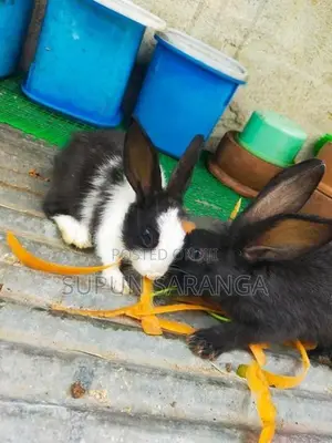 Baby Rabbits
