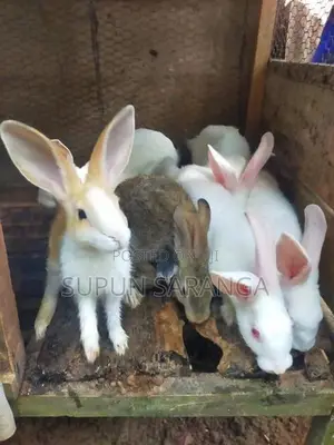 Baby Rabbits