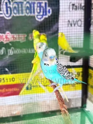 Love Birds Male