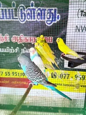 Love Birds Male