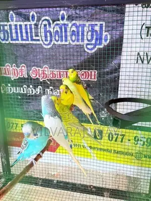Love Birds Male