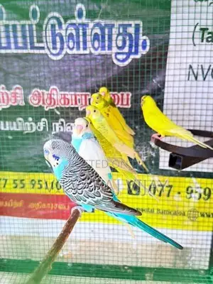 Love Birds Male