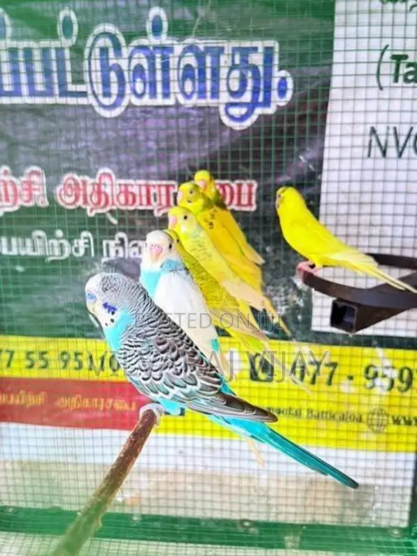 Love Birds Male