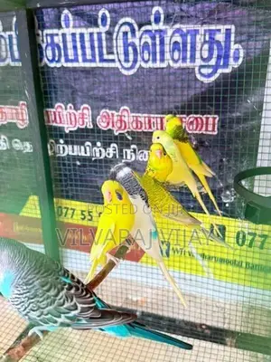 Love Birds Male