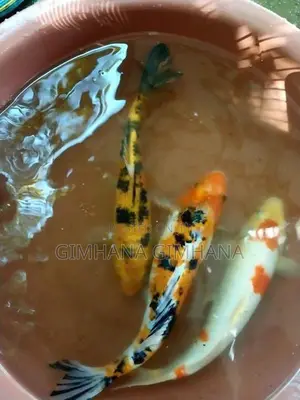Carp Fish