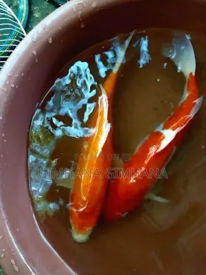 Carp Fish