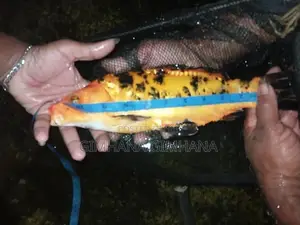Carp Fish