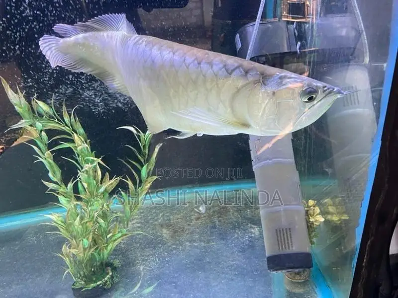 Silver Arawana