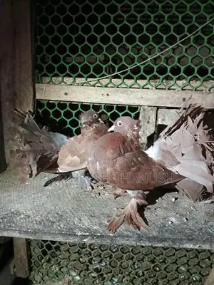 Pigeons