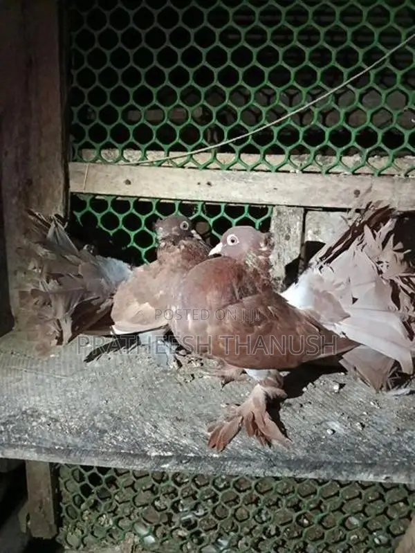 Pigeons