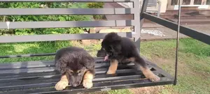German Shepherd Puppies