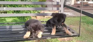German Shepherd Puppies