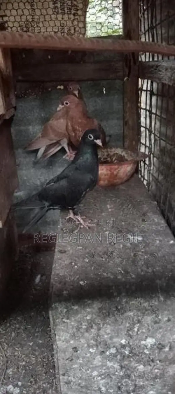 Holand Pigeon