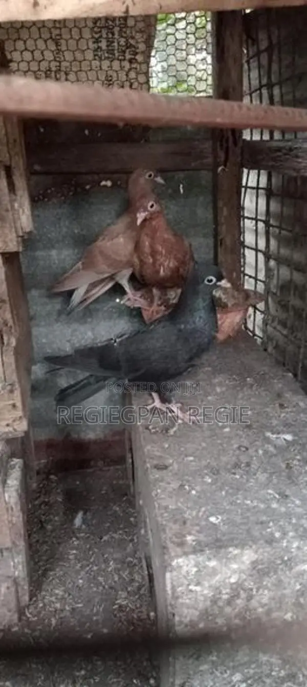 Holand Pigeon