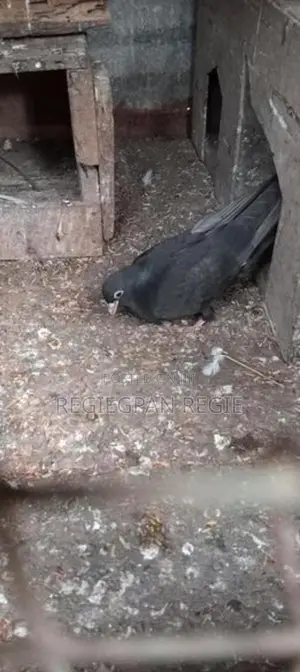 Holand Pigeon