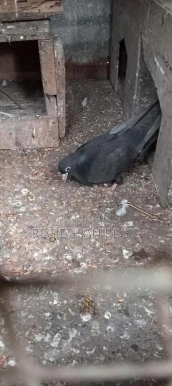 Holand Pigeon