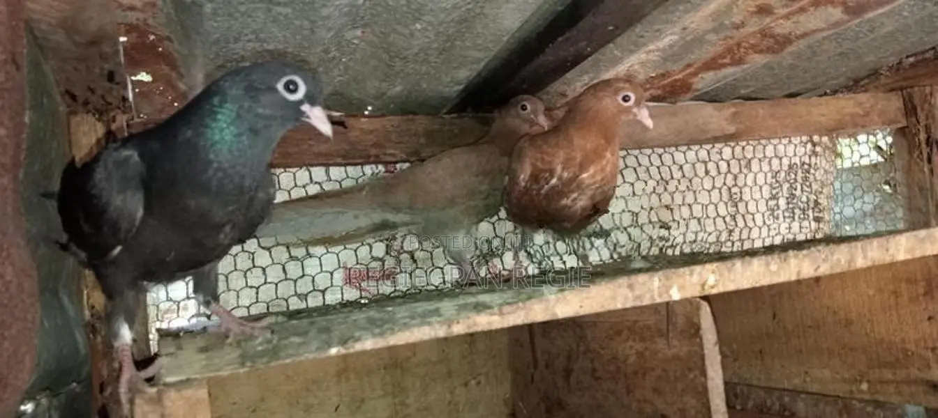 Holand Pigeon